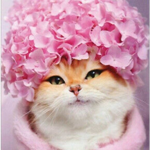 Meet your Posher, Stylekat - Picture 1 of 1